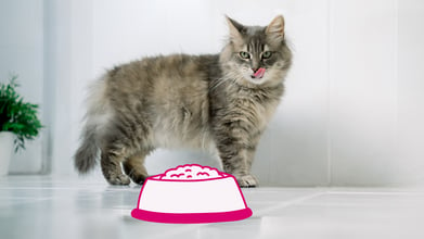 A senior cat staring at a bowl of food.