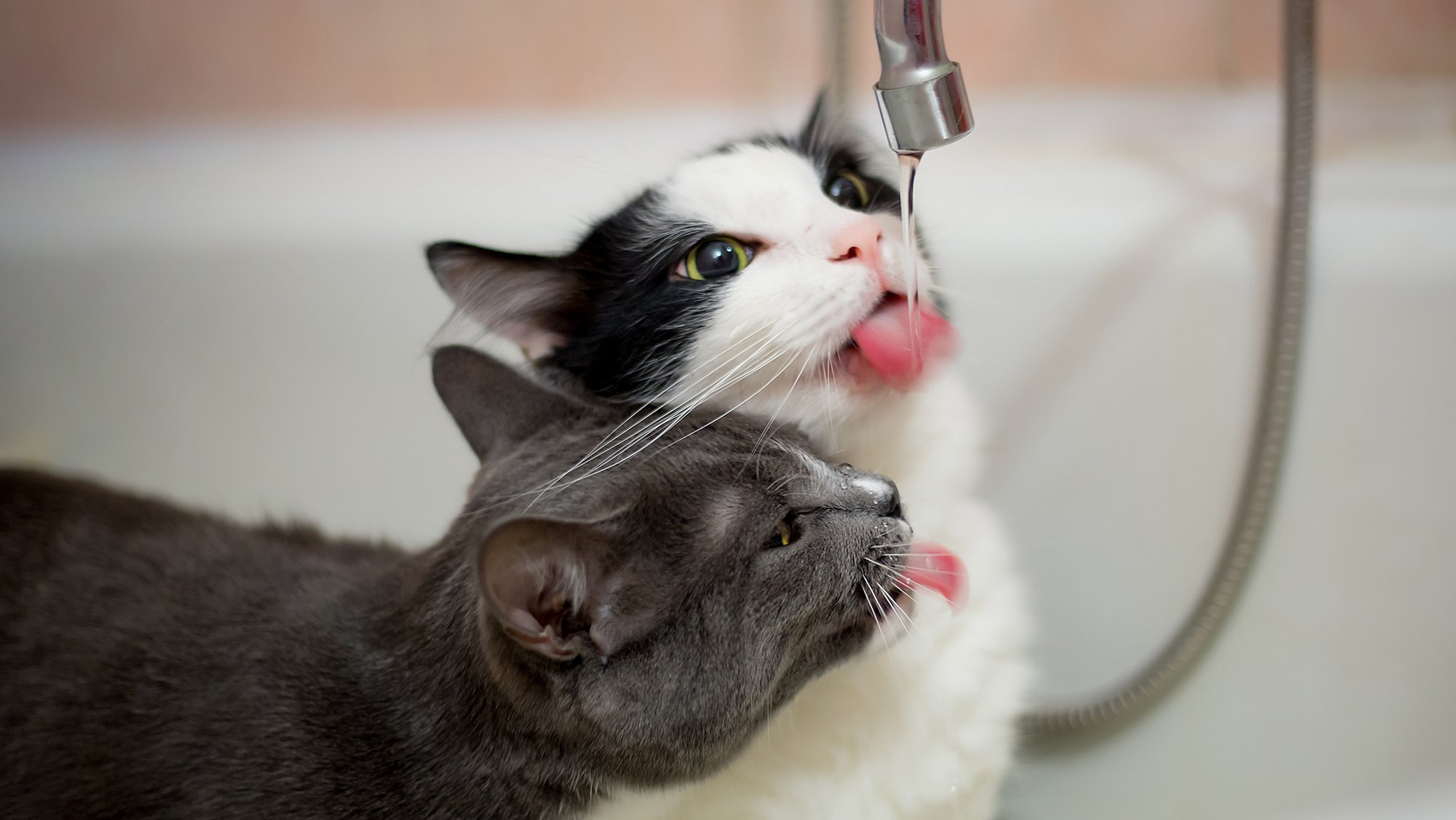 excessive-thirst-in-cats-causes-treatment-bettervet