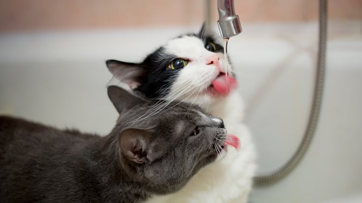 Cats drinking water