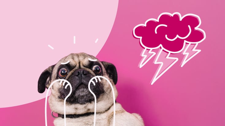 Frightened dog next to illustration of thunder clouds