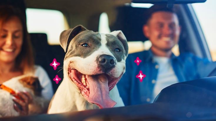 A happy pitbull riding in the car with its owners.