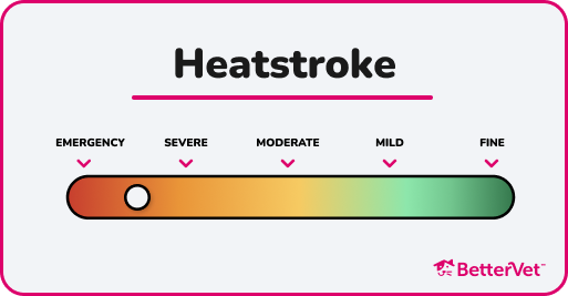 Heatstroke in pets severity meter infographic.