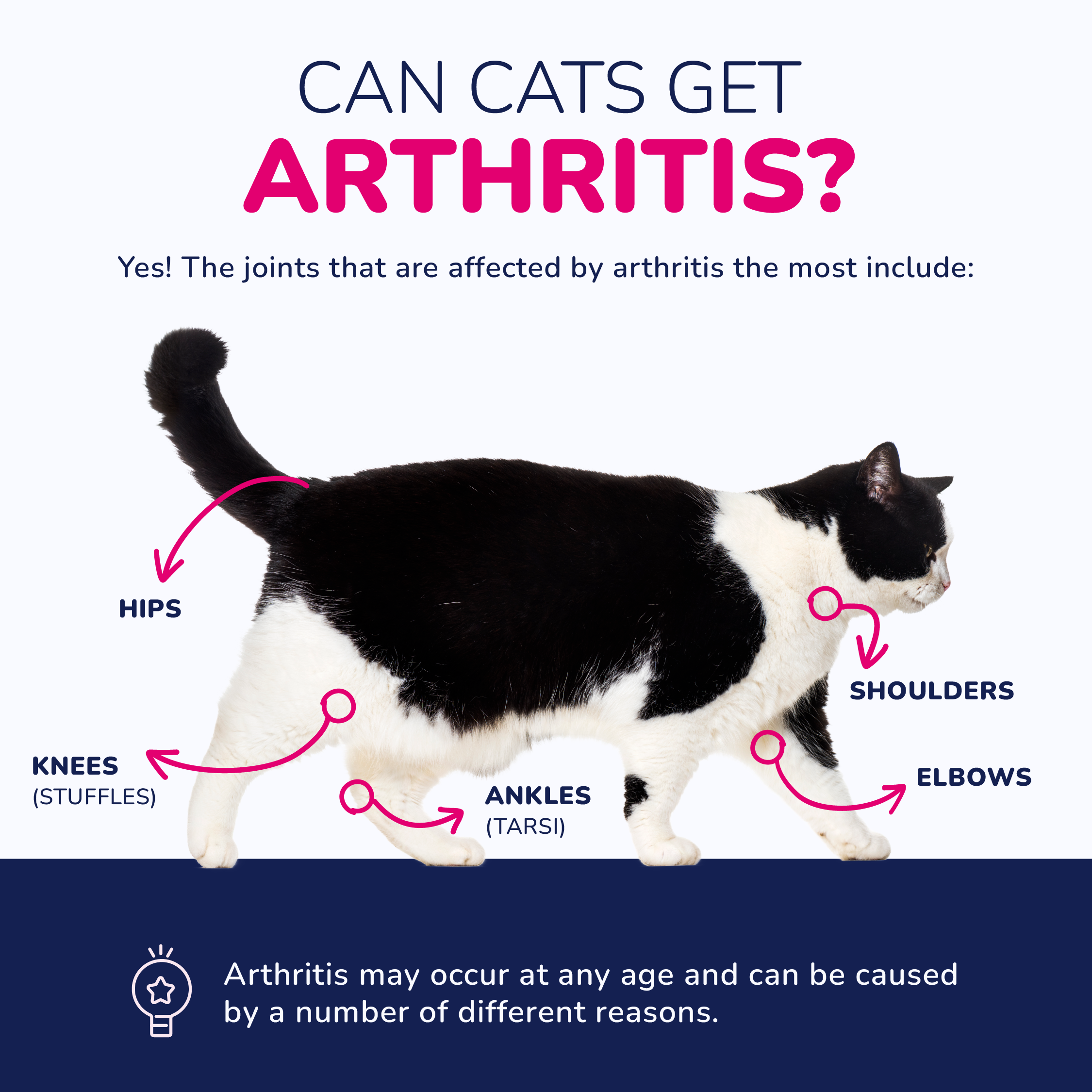 Infographic showcasing the joints that are affected when cats have arthritis.