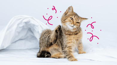Why is My Cat Itching So Much? 5 Common Reasons