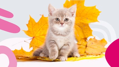 Kitten on top of autumn leaves