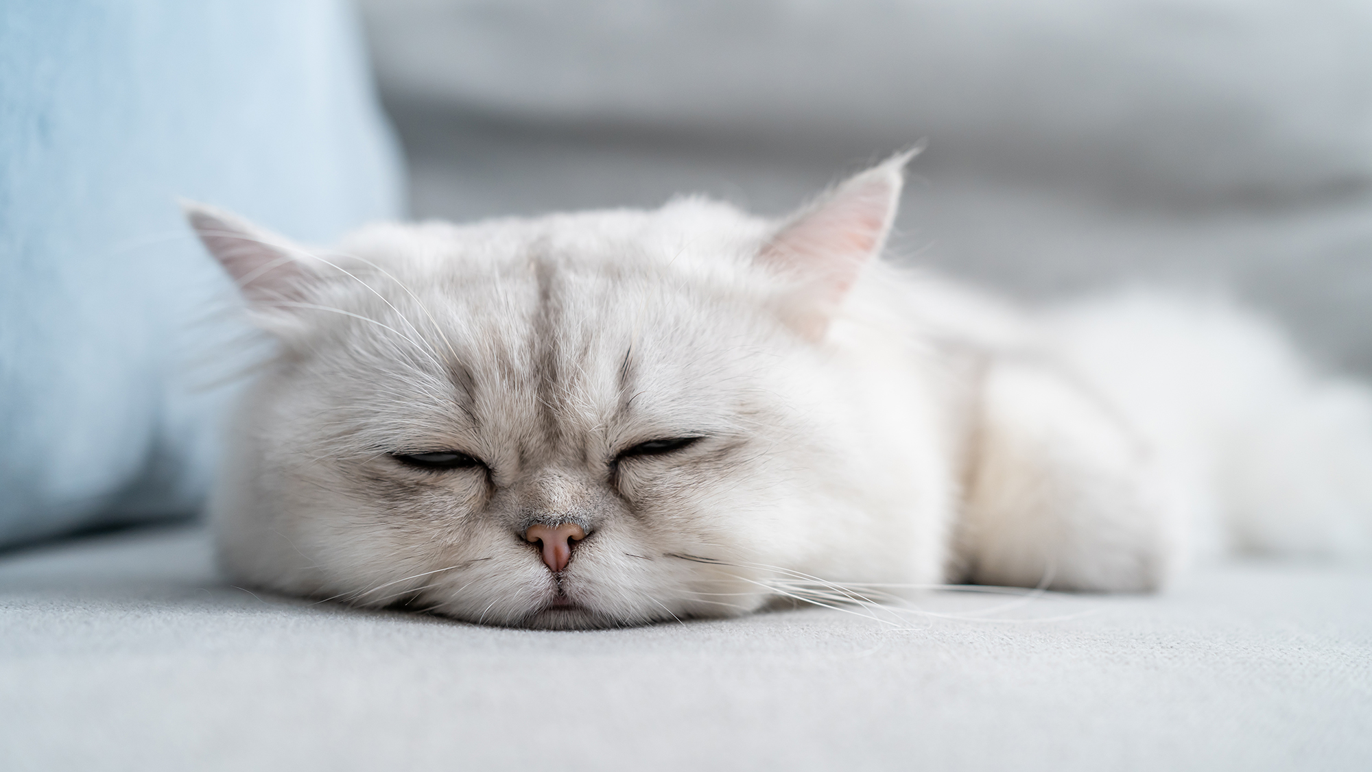 Lethargy in Cats Causes Symptoms Treatment BetterVet