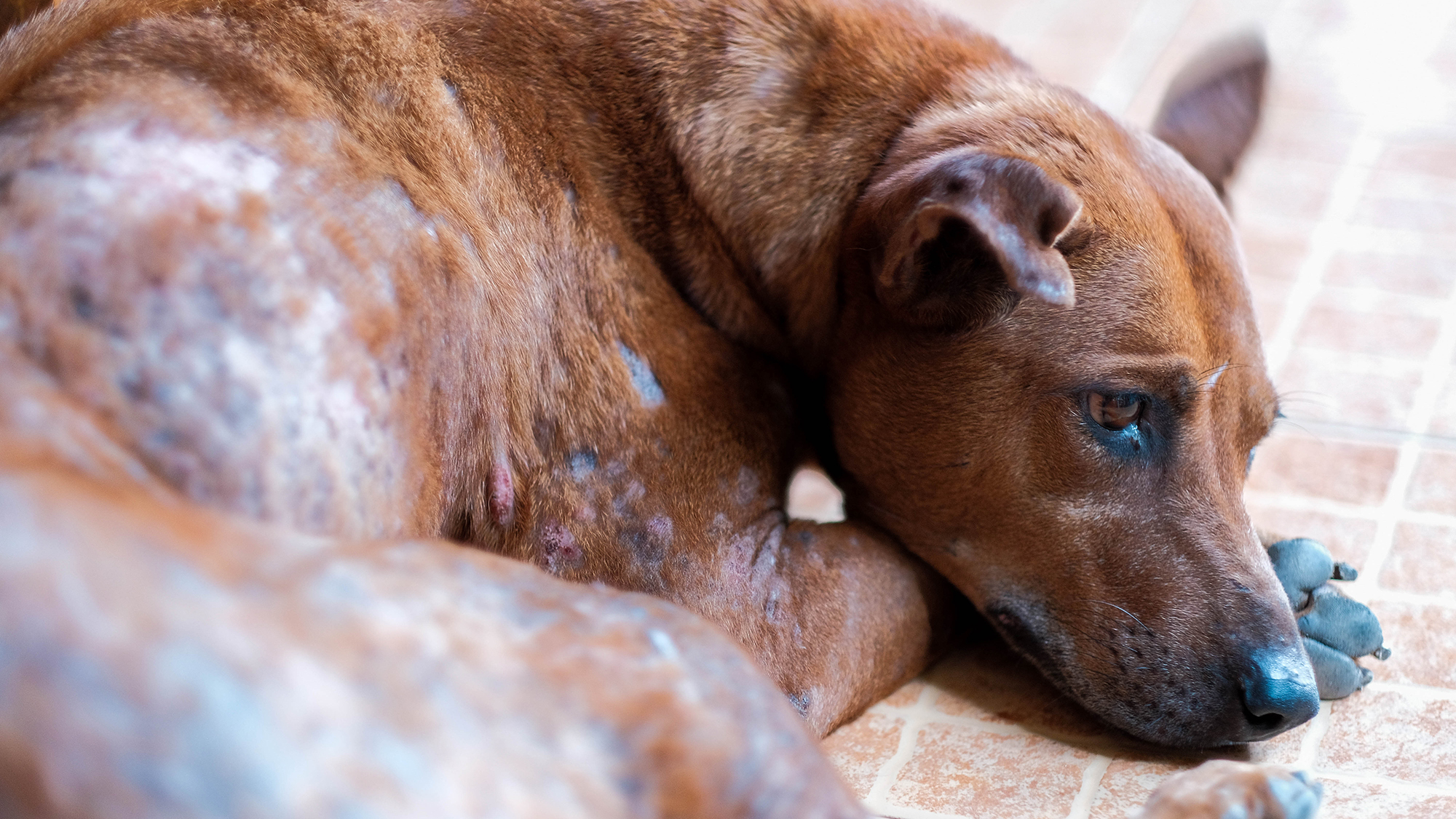 Meds for mange in hot sale dogs