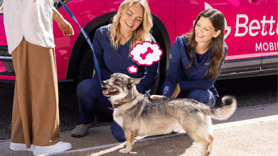 Mobile Veterinarians: The Ultimate Guide
