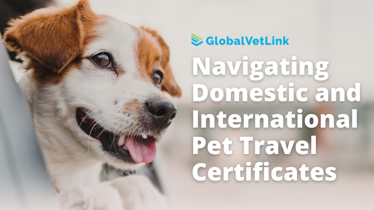 Navigating Domestic And International Pet Travel Certificates BetterVet   Navigating Domestic And International Health Certificates 