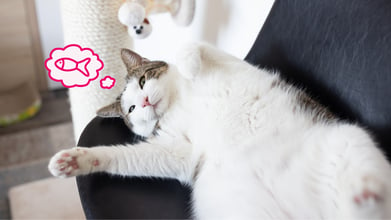 An obese cat laying on a couch thinking about food.