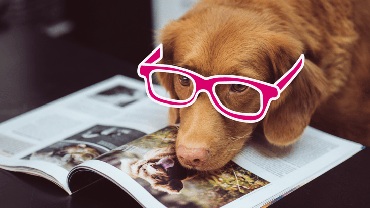 A senior dog wearing glasses while reading