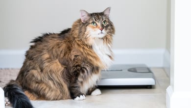 Overweight cat next to a weight scale