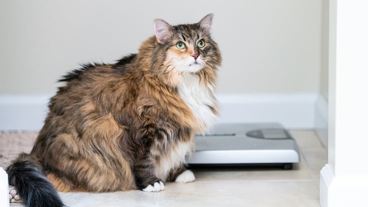 Overweight cat next to a weight scale