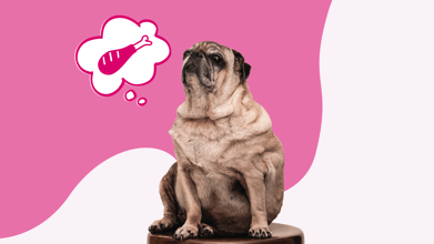 Is My Dog Overweight? 7 Ways to Help