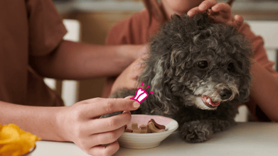An owner feeding their dog a treat containing essential vitamins and minerals.