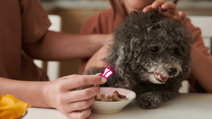 An owner feeding their dog a treat containing essential vitamins and minerals.