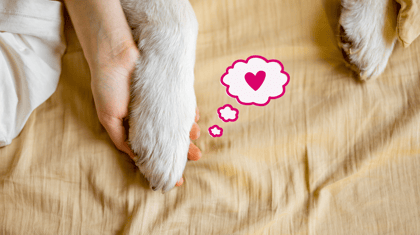 How to Decide to Euthanize a Pet: When is it Time to Say Goodbye?