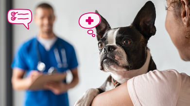 A Vet's Guide to Pet Wellness and Diagnostic Tests