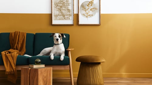 The Top Pet-Friendly Airbnbs in Queens, NY