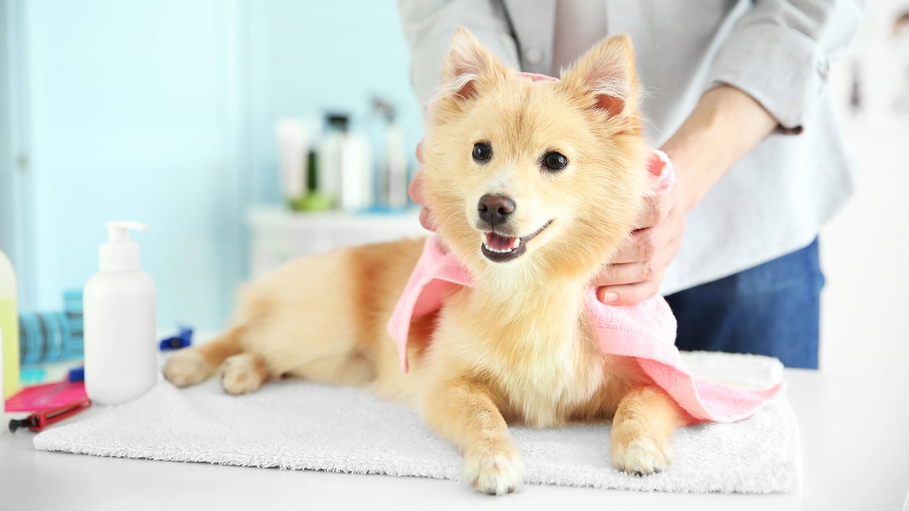 The Top Pet Groomers in Southern New Jersey