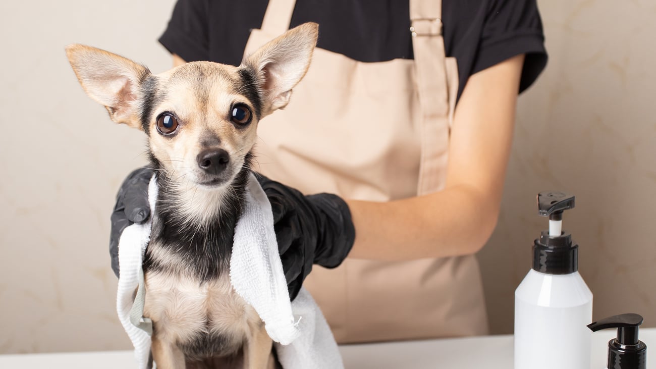 The Top Pet Groomers in Thousand Oaks, CA