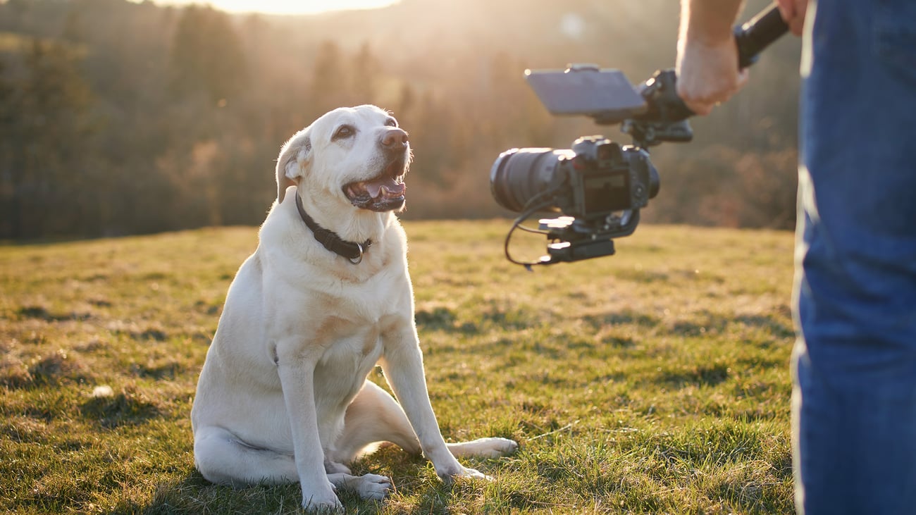 The Best Pet Photographers in Pittsburgh, PA