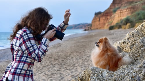 The Best Pet Photographers in San Diego, CA