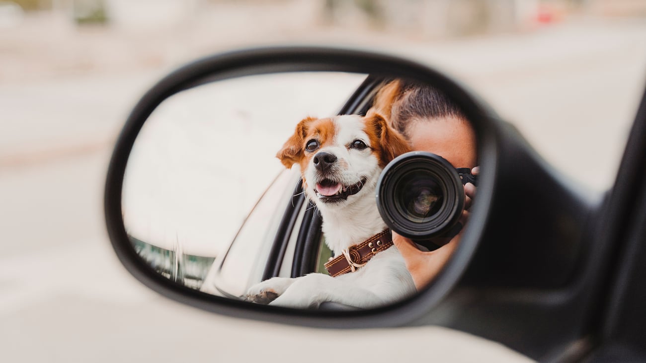 The Best Pet Photographers in Southern New Jersey
