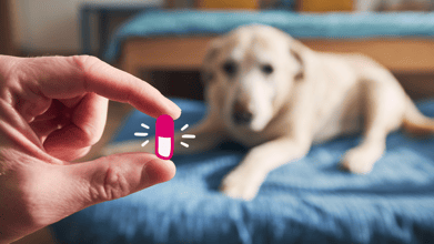 Is Tylenol (Acetaminophen) Safe for Pets?