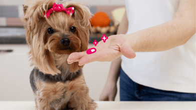 Stress-Free Tips for Giving Pets Medication at Home