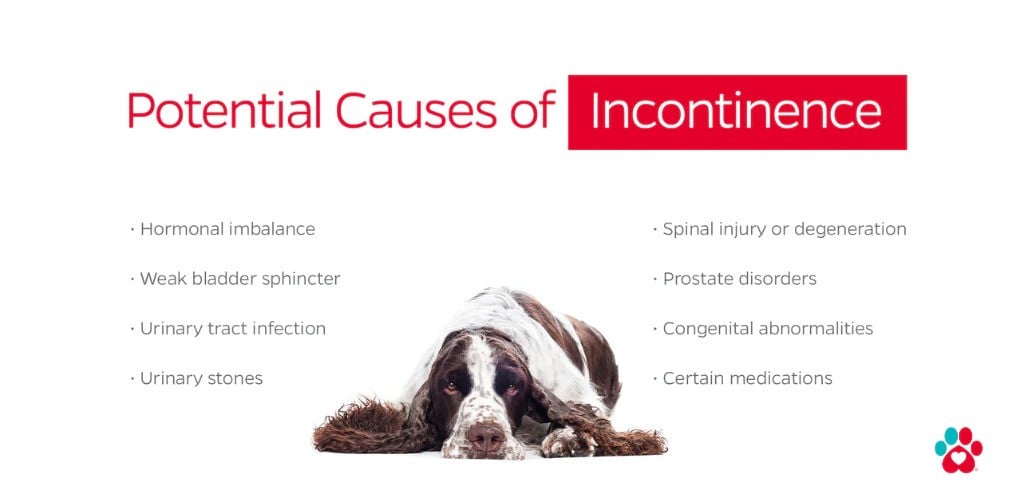 An infographic displaying the potential causes of incontinence in dogs.