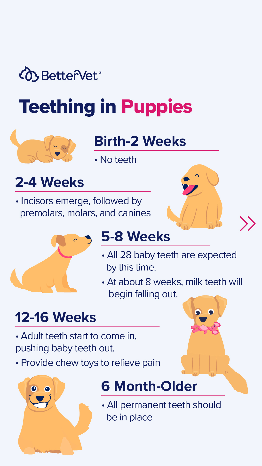 Puppy Teething Timeline and What to Expect BetterVet