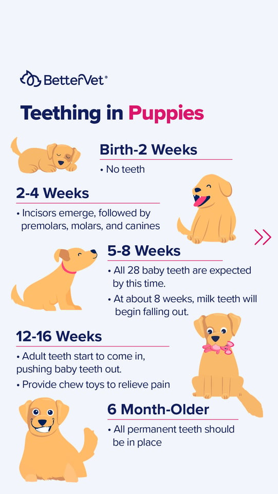 Puppy Teething Timeline and What to Expect BetterVet