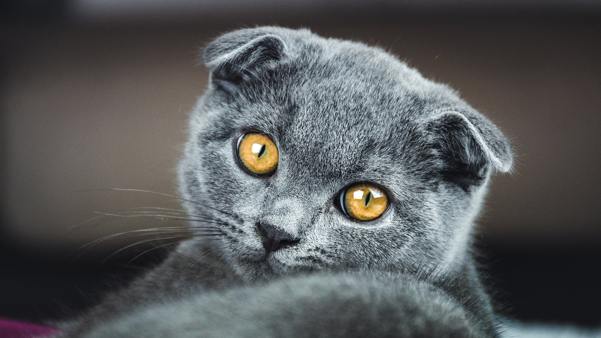 Scottish Fold Cat: Facts & Personality Traits | BetterVet