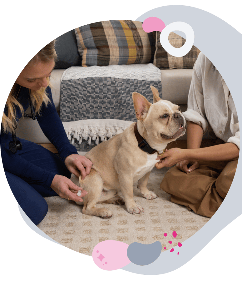 Interactive Flea and Tick Prevention Map