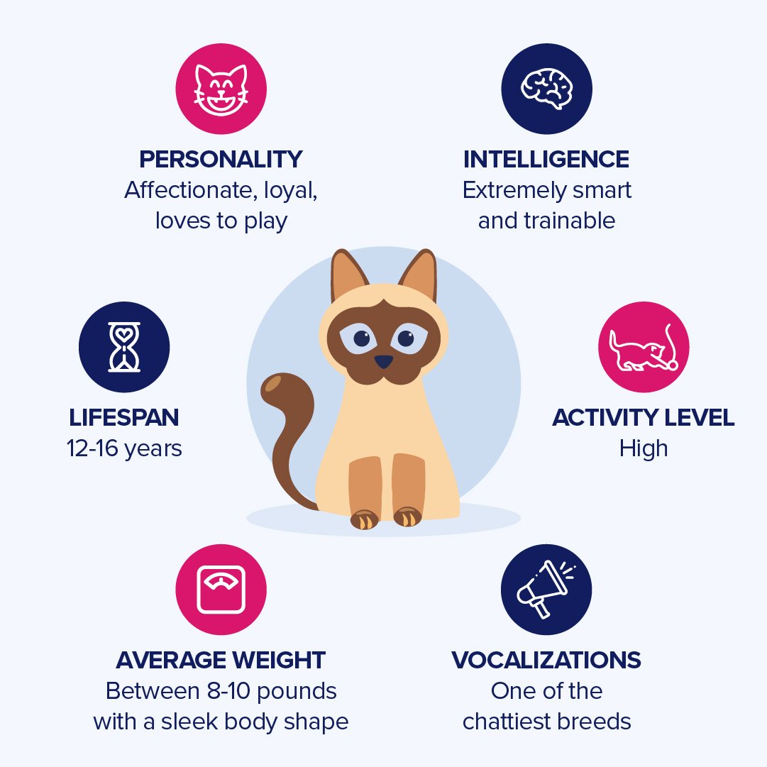 siamese-cat-infographic