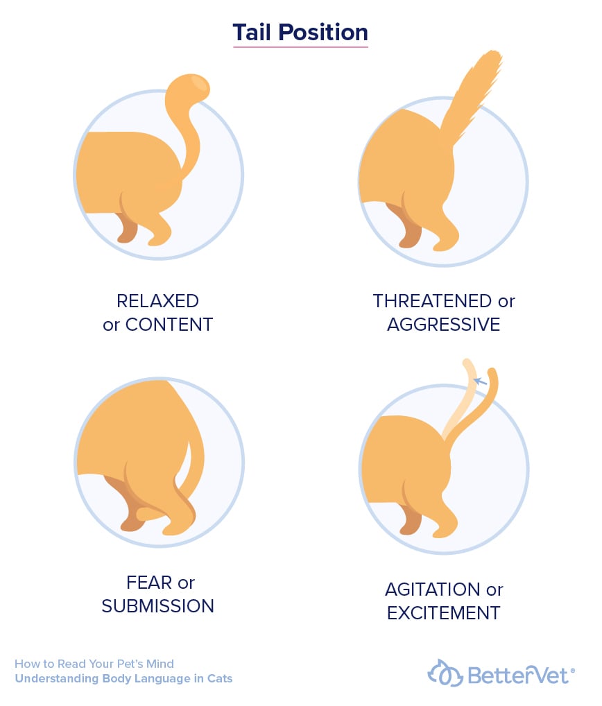 tail-position-cat-infographic