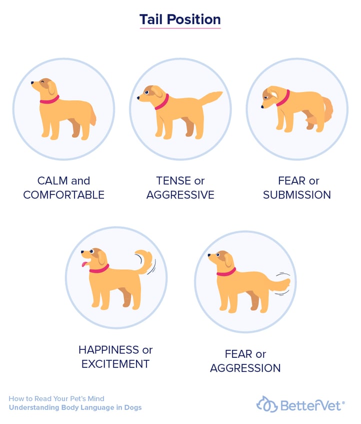Read Your Dog'S Body Language Like a Pro  