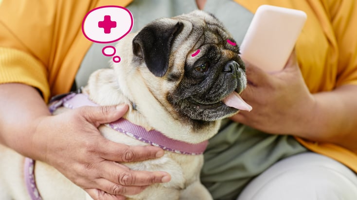 A pug in the lap of their elderly owner who's booking a mobile vet appointment.