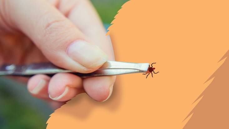 Tick being removed from pet with tweezers illustration 