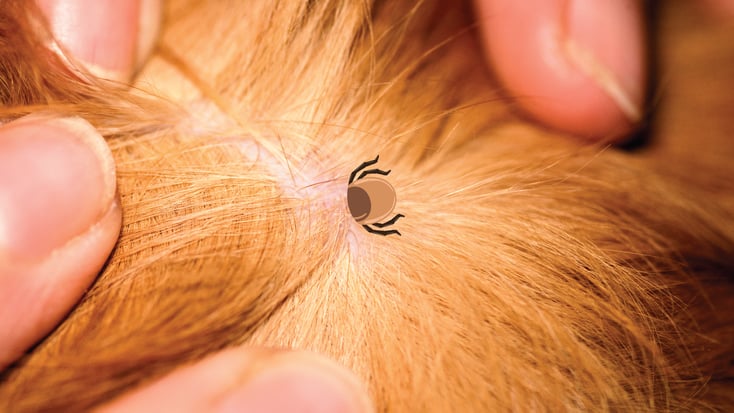 Tick in dogs hair illustration