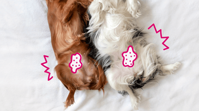 What Causes a Dog Belly Rash? 6 Common Reasons