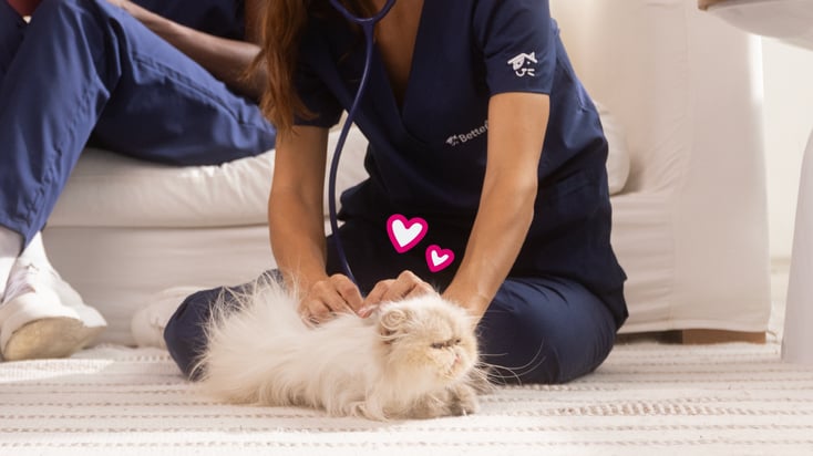 A veterinarian checking on a cat during its annual wellness exam.