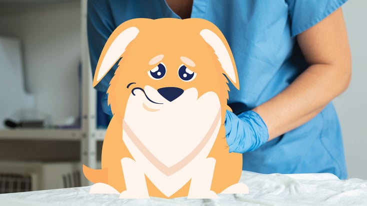 Illustration of a male dog being checked for prostatitis by a veterinarian.