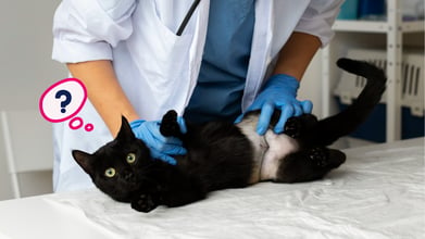 A veterinarian examining a cat's stomach before endoscopy procedure.