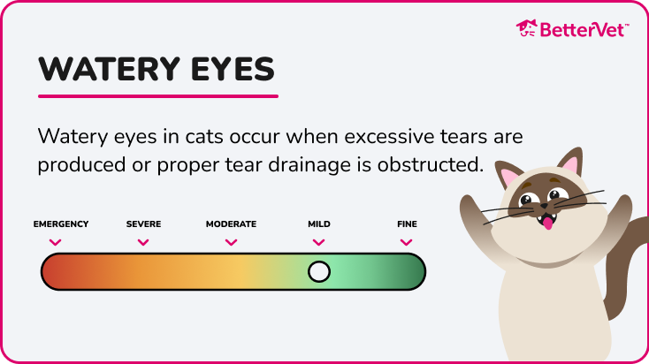 A symptom severity meter for watery eyes in cats.