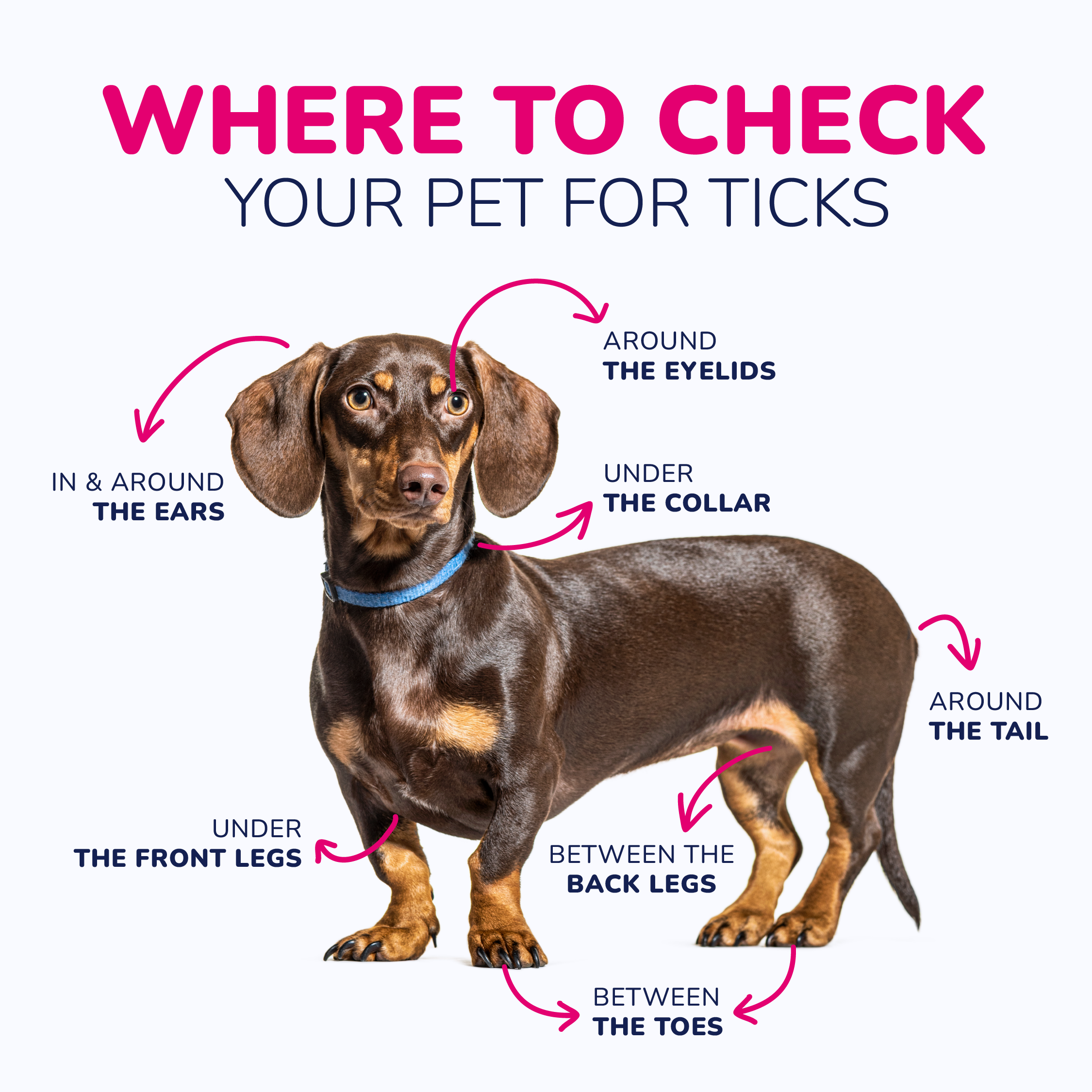 An infographic about where to check your pet for ticks, the common body parts a tick can be found.