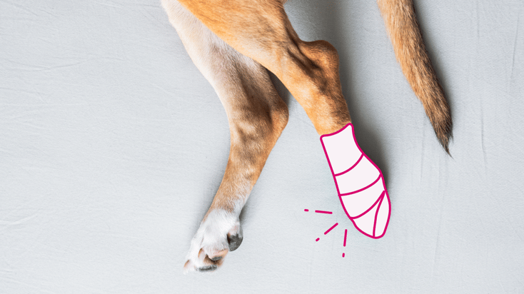 A wounded dog with a bandage on its paw.