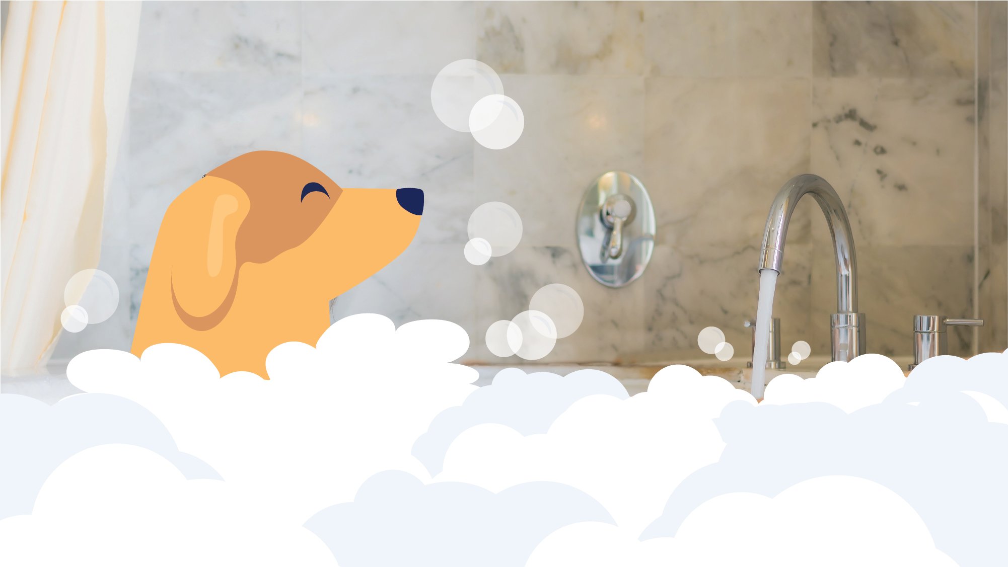 How Often Should You Bathe Your Dog BetterVet