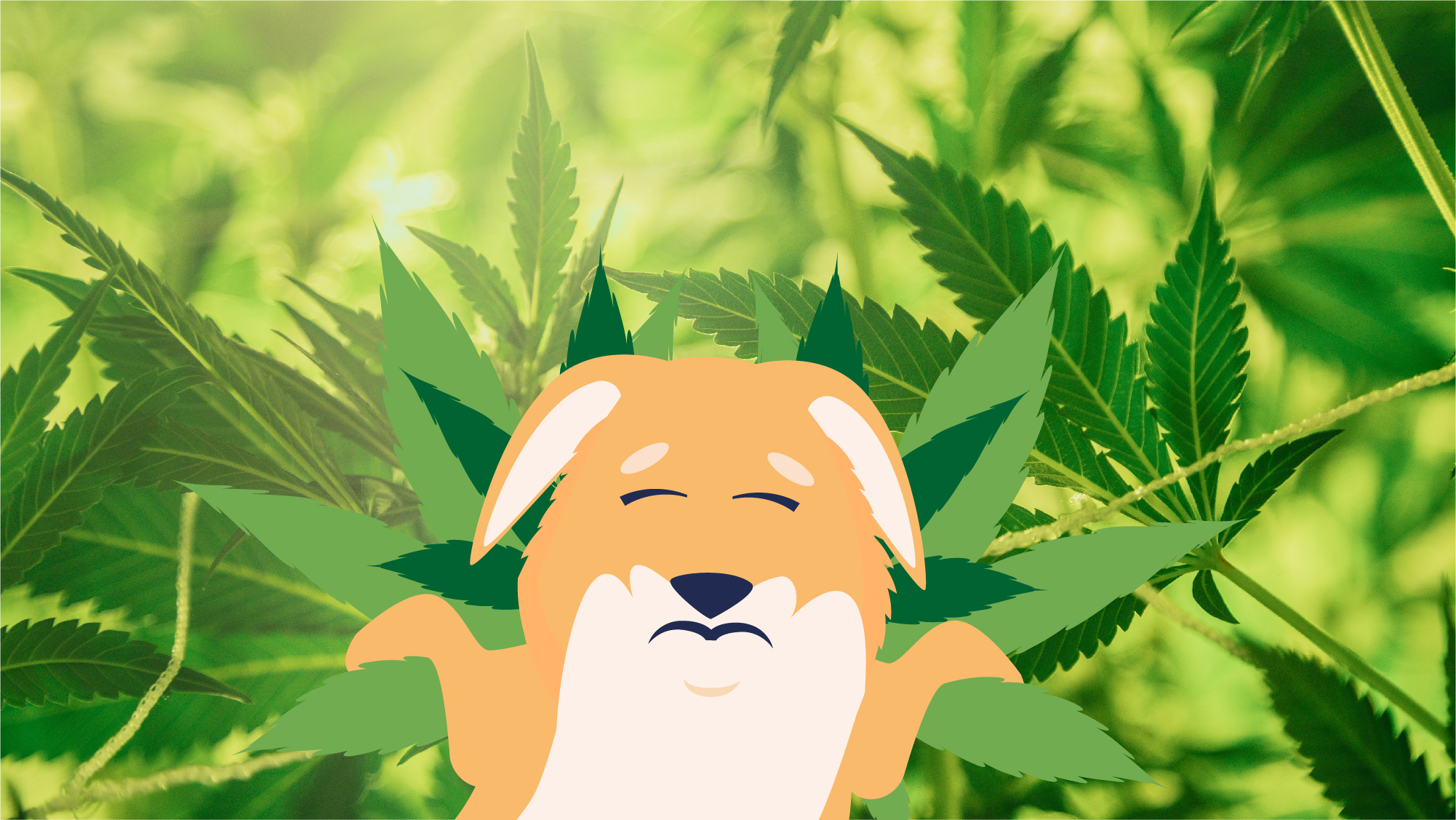 What to Do If Your Dog Eats Marijuana | BetterVet